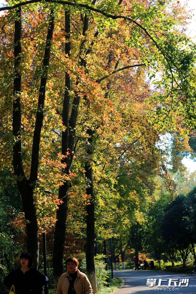 组图｜“小雪”来了，枫叶红了