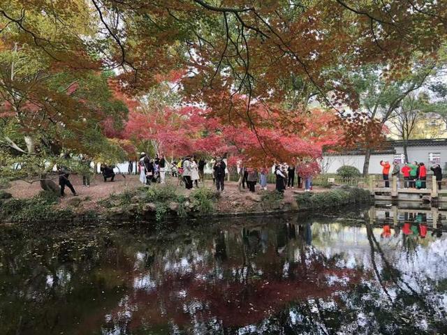 要降温了，准备好去迎接绚烂魔都！宝山寺的枫树已变红，秋霞圃的枫树、局门路的银杏再等20天