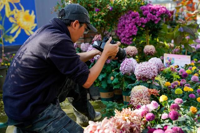 图说定西 | 深秋和菊花的浪漫邂逅