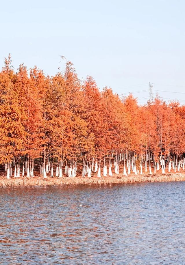 出片率100%！长沙即将进入最佳观赏期