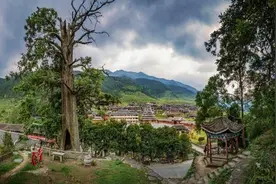 树龄1605年！湖南城步一株古杉树入选“全国最美十大杉树”图片