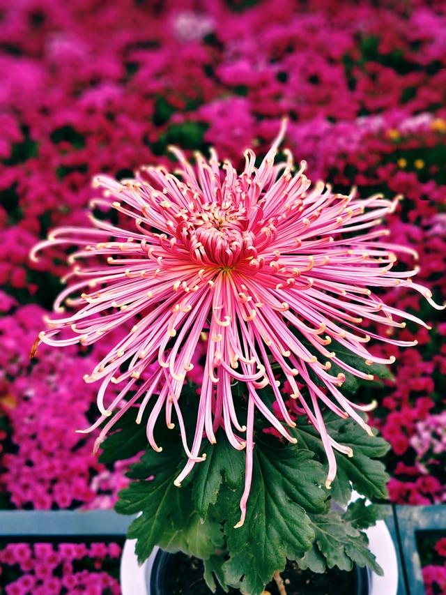 重阳紫竹院，菊香漫园