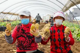 小薯大业：第十三届中国国际薯业博览会将于滕州召开图片