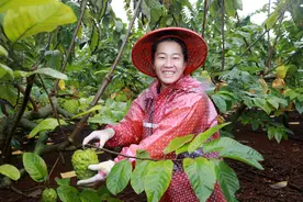 开年看一线丨海南临高：释迦果喜迎丰收  产业发展有“甜头”图片