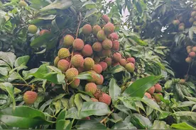 美“荔”来袭！快来涪陵南沱镇尝鲜图片