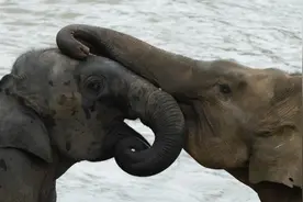 斯里兰卡人象冲突今年加剧！人死169人，象死449头图片