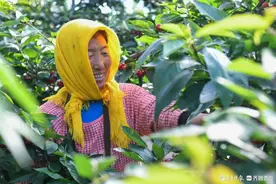 烟台大樱桃新鲜上市啦！图片