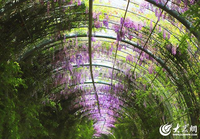 一城紫韵漫长廊！滨州紫藤花隧道迎来赏花季