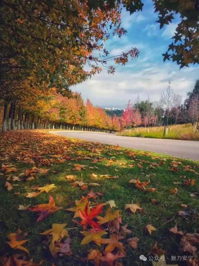 昆明迎来最美赏枫季 打卡攻略奉上