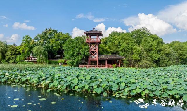 “莲”动经开：碧波粉黛正当时