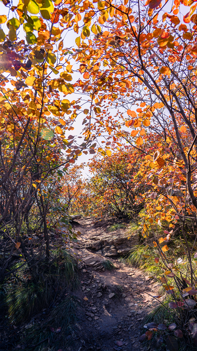 图说遂平：层林尽染红石崖 漫山红叶醉秋风