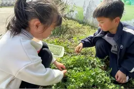 怀宁县三桥镇中心幼儿园开展清明节制作青团活动图片