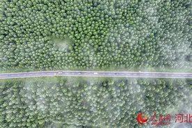 雨后塞罕坝晨雾美如画图片