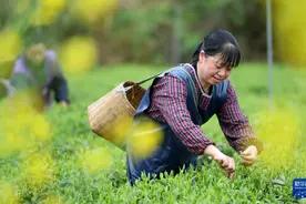 贵州凤冈：“生态茶”产业成为村民增收的重要产业图片