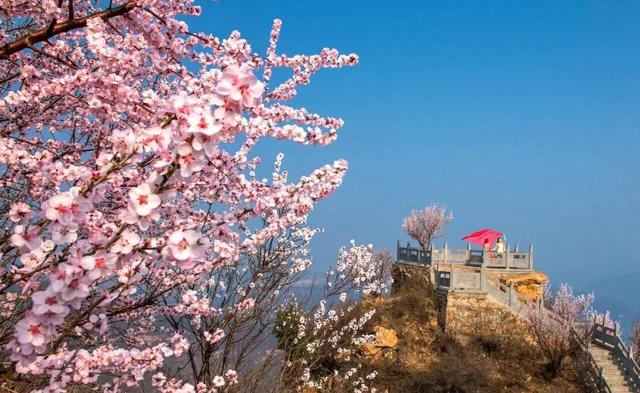 黄河畔 桃花醉｜荆紫仙山第十二届桃花节将于3月8日启幕