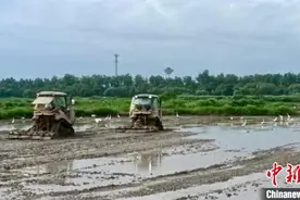 （乡村行·看振兴）“稻虾轮作”兴村富民 江西南昌大力推进绿色农业发展图片