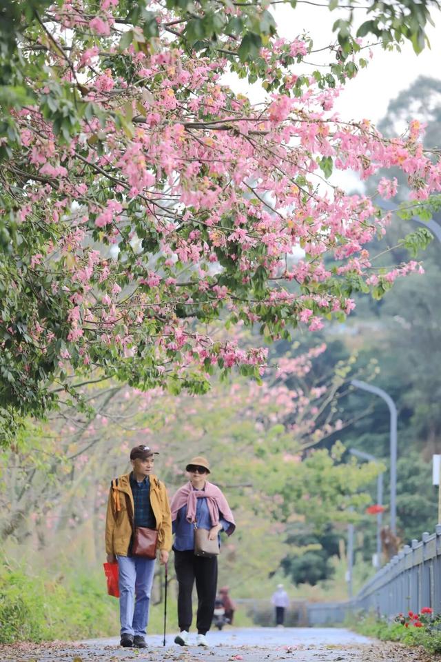 视觉增城｜粉黛碧道！邂逅增城冬日的浪漫