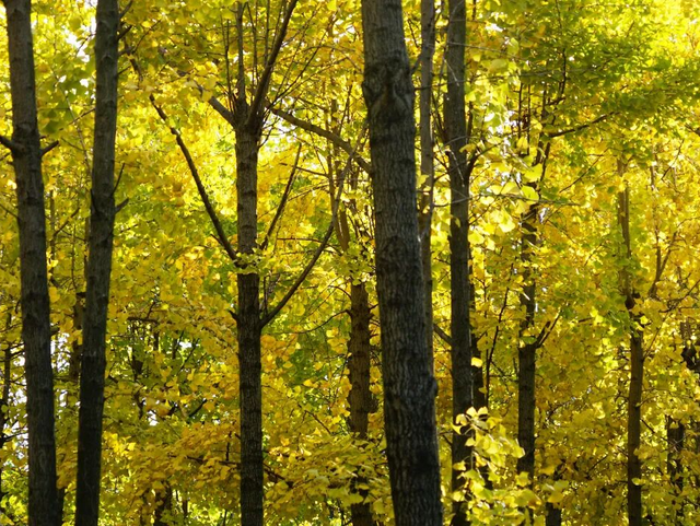 金色长廊加载中！静安这条道路银杏渐入佳境↑