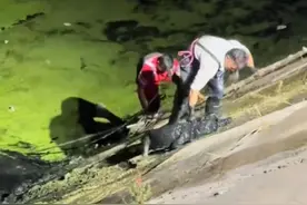 河南新乡一表演鳄鱼“出逃”两天后被抓获，搜捕人员：有1.6米长，抽了6小时河水才抓到图片