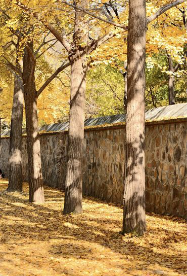 “不如去看一棵树” | 寻初冬彩蛋 圆明园邀您来打卡