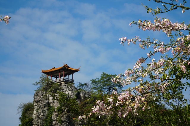 初冬的风里竟有了粉色的“味道”！就在龙潭公园里~