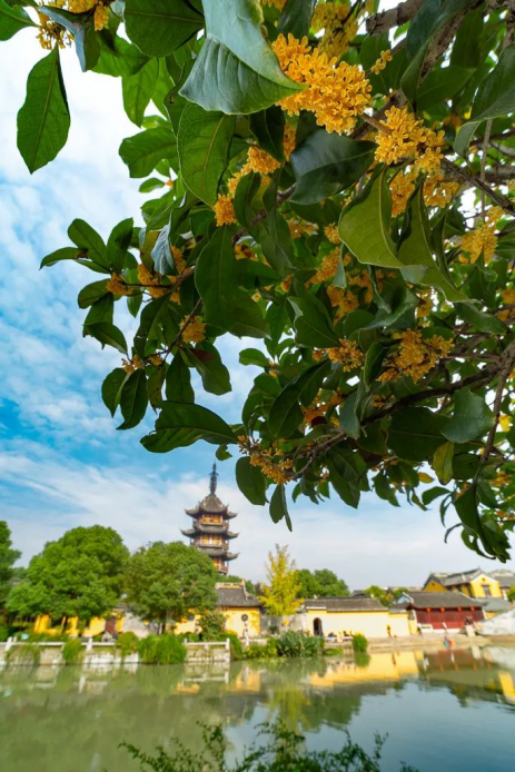 欢聚吴江· “香”遇桂花季丨上线了！吴江赏桂地图！