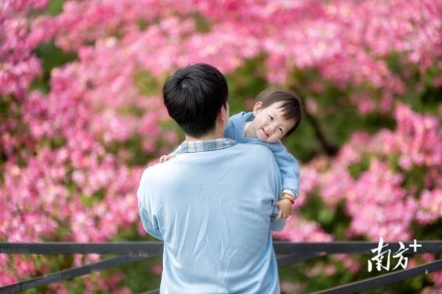 粤享暖冬！异木棉花海暴击，网友：请北方朋友看过来