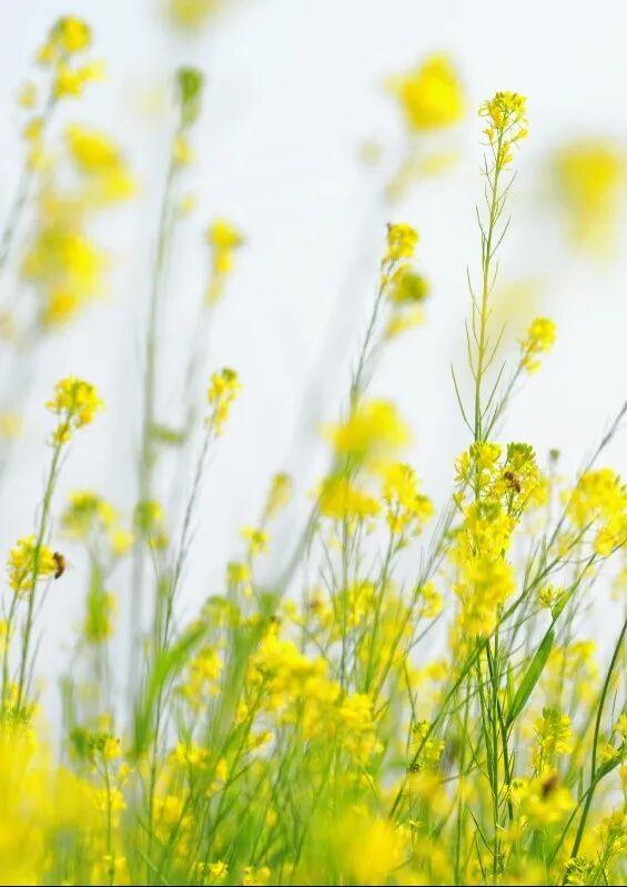 绝美！“川南最早春色”上线