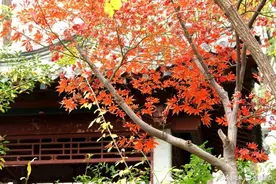 大明湖鸡爪槭，冬日里的暖色图片