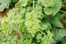 气温攀升 棚菜病毒病易流行防治措施要跟上图片