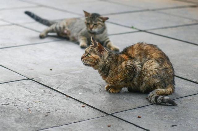 壹点号·荐读|睡在泉水叮咚里，偶遇竹林猫猫寺的禅意24小时！