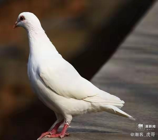 写点生活｜我的小白鸽