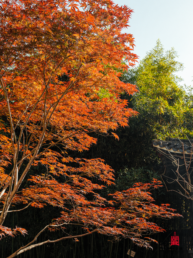 红红红红！红“枫”了！
