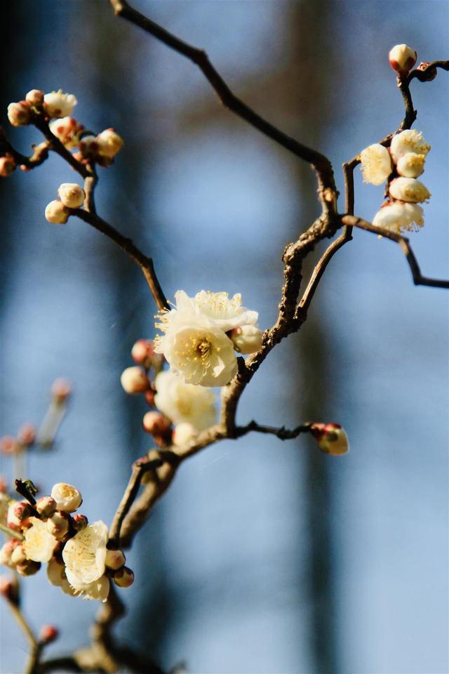梅中顶流提前绽放，武汉东湖梅园寻“龙”正当时