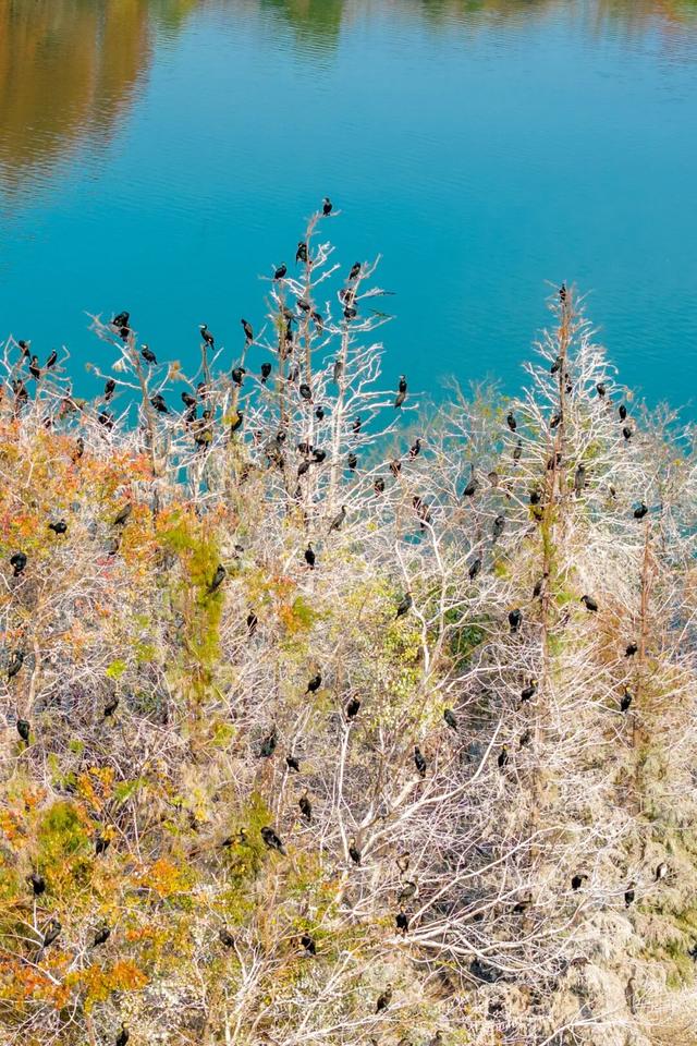 东湖冬日必打卡！观「雪」景、赏秋色、追落日！