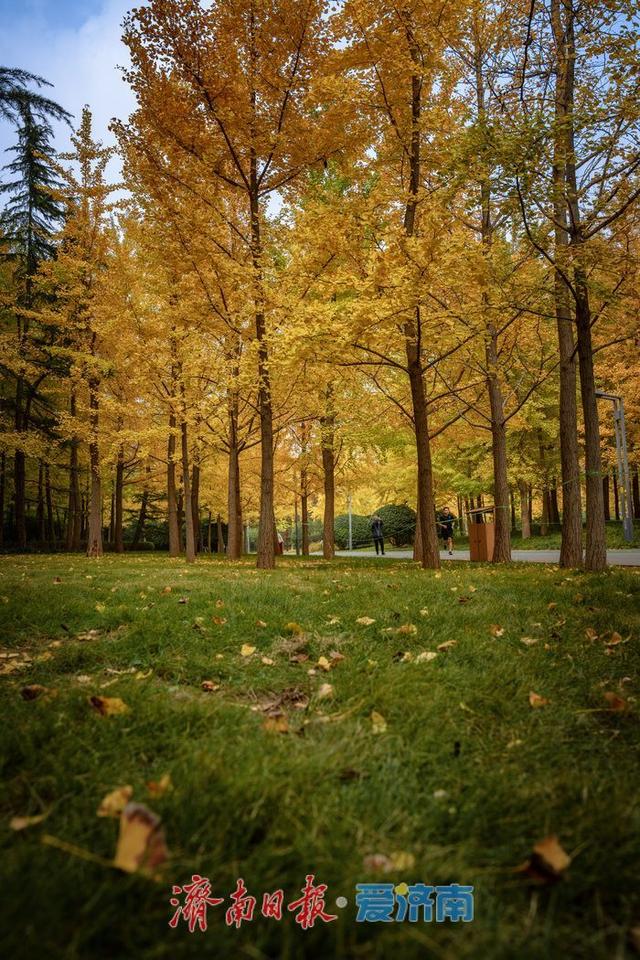 一年四季 泉在济南丨济南森林公园银杏林满目金黄如诗如画