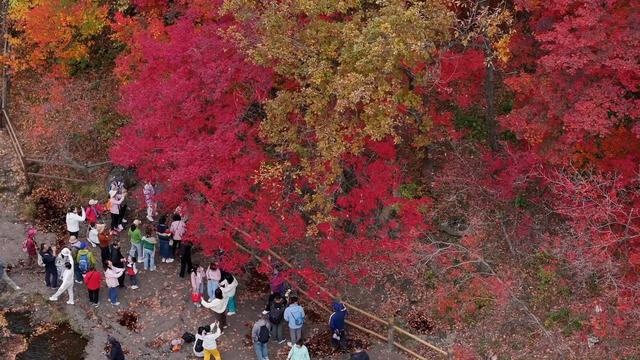 醉秋图丨辽宁本溪：层林尽染，清霜醉红霞