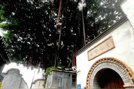 当古树遇上古建筑，百年“老邻居”也有“恩怨情仇”图片