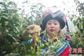 “千年茶乡”云南昌宁迎来春茶季图片