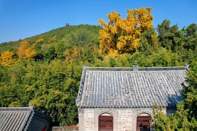 千年莒县银杏树！这一眼惊艳时光，高清大图超治愈