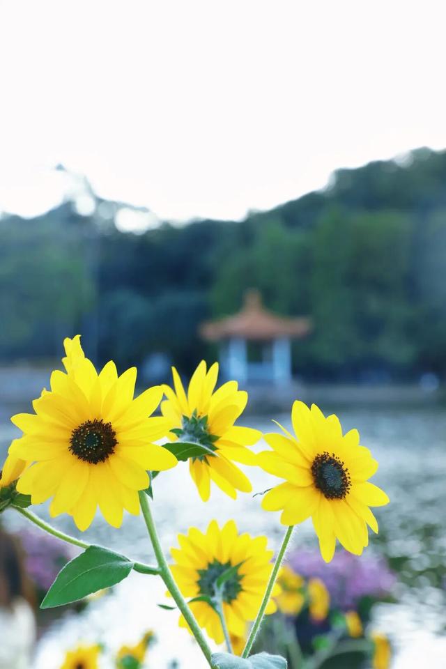 行摄 | 美爆了！秋日花海，限时上映