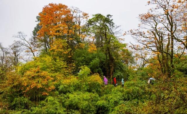 别等天晴了！雨天的秋日瓦屋，藏着你没见过的朦胧浪漫