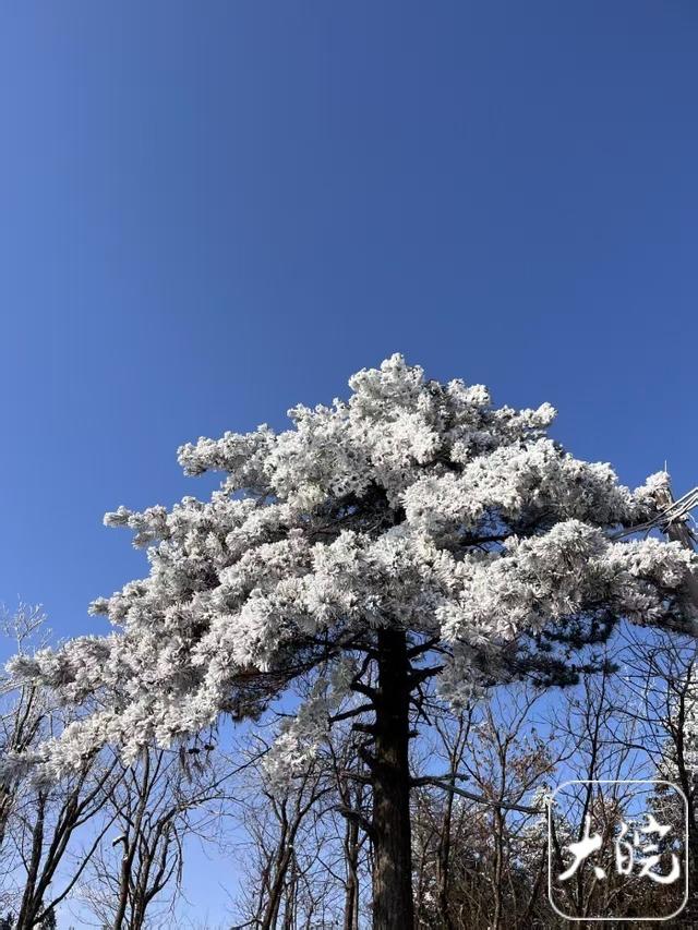 雪霁鹞落坪 蓝天白雪美如画（图）
