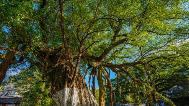 2.5h缩短至1h车程!趁高速通车来这两座宝藏小城,品品茶香和诗意……