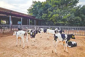 深圳最后一座奶牛牧场继续默默制造“圳品”图片