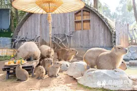 云南野生动物园:温暖过冬水豚家族享受苹果浴图片