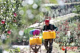 陇拍客|静宁：山地苹果成熟迎采摘图片