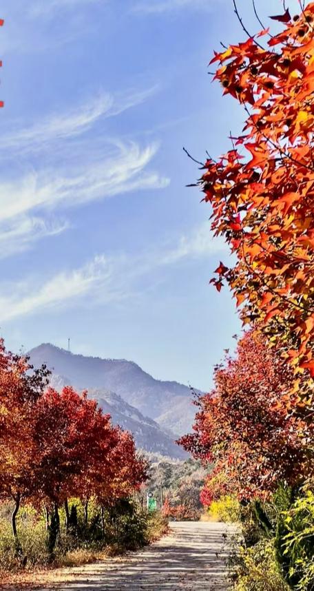 莱芜香山初冬惊现 “逆寒丹枫"  11月底前可邂逅肃秋余韵