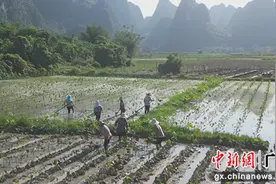 源头把控品质 荔浦做强“芋制品”精深加工产业图片