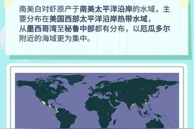 虾界新星：我国自主培育南美白对虾的成长之路图片